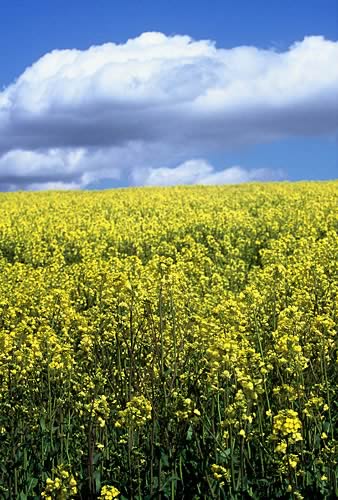 Farm Images
